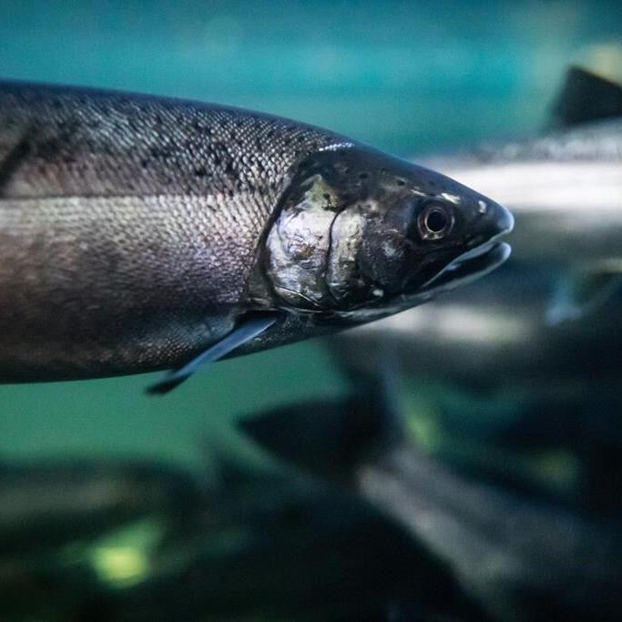 Environment Canada agrees to priority assessment for chemical linked to salmon deaths